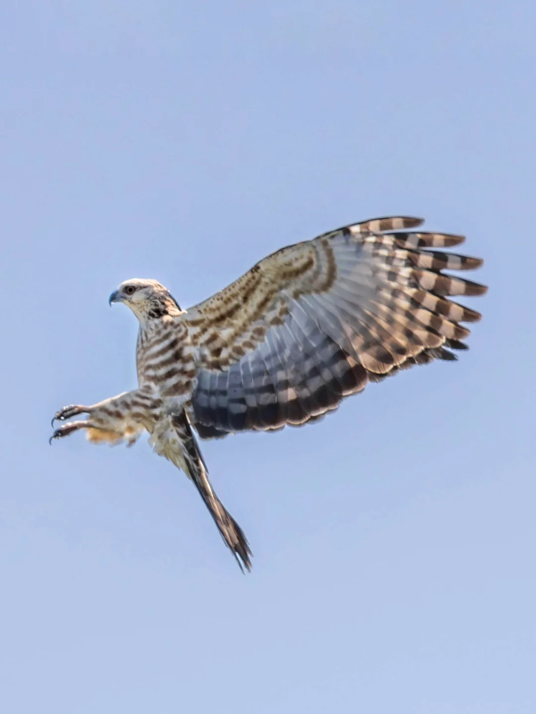 褐冠鹃隼在迁徙中的空中求偶？(附动图)