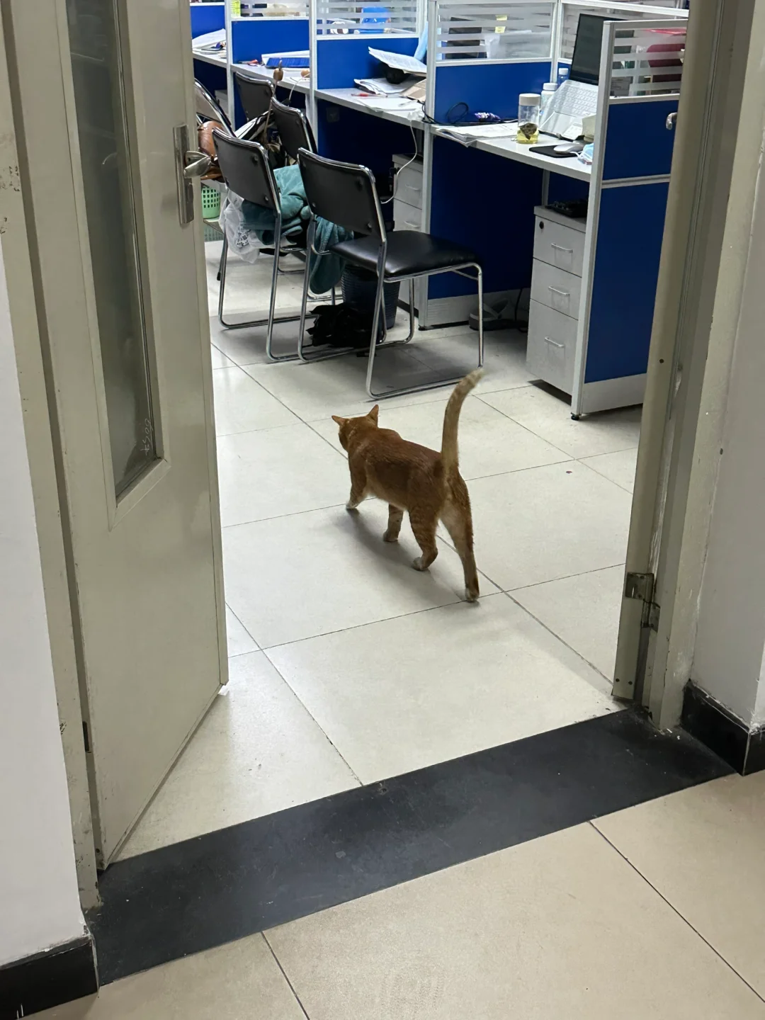 学校的橘橘天天来串各个实验室门。