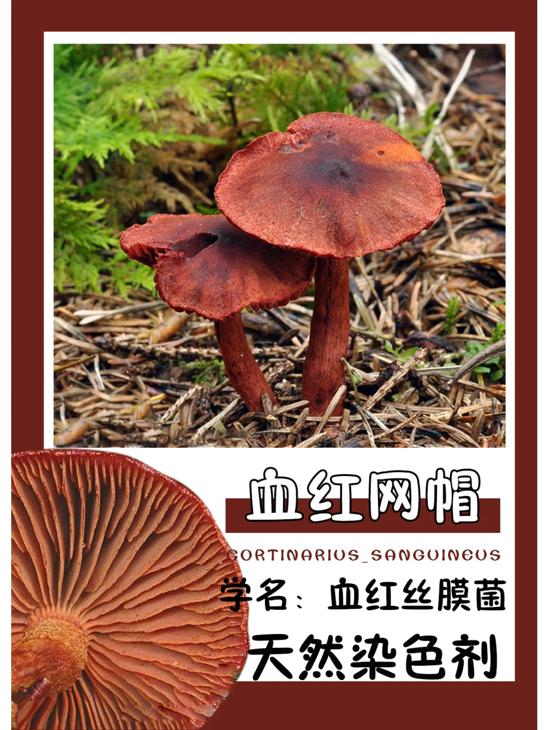 染出血红色吗？