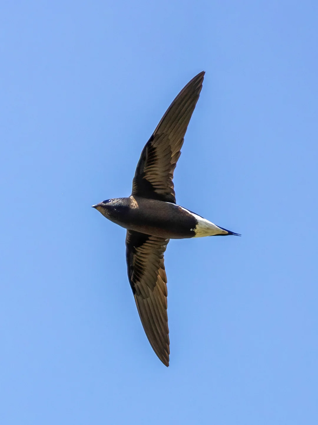 罕见褐背针尾雨燕，尾巴上真的有很多针！