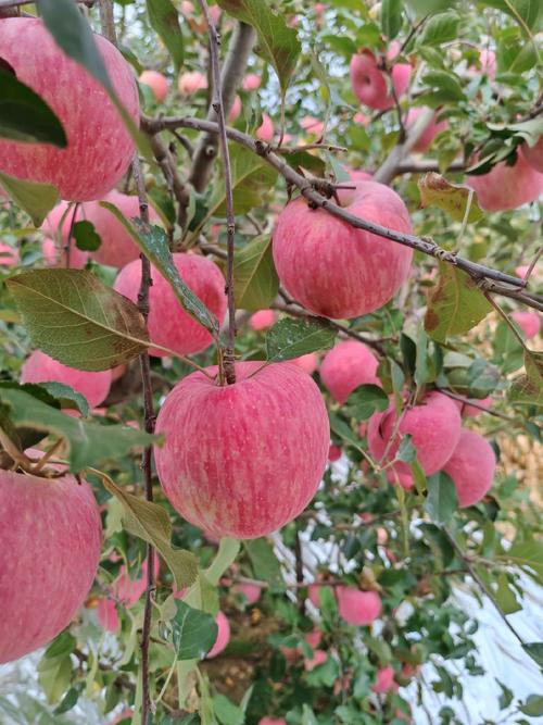 分享一种喜欢的水果苹果，特别是红富士苹果，是国内市场占比最大的主流苹果品种，普遍以脆甜多汁、果肉紧实、营养丰富的特点受到消费者喜爱。