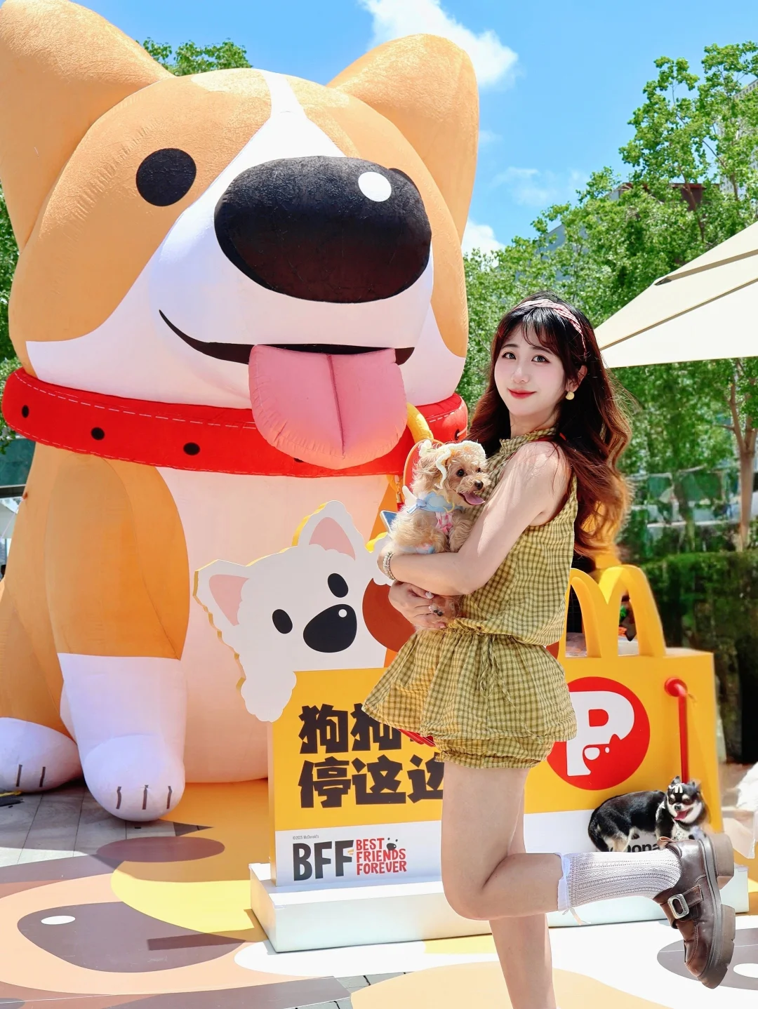 小狗狗和超大的麦麦大头狗见面啦🐶