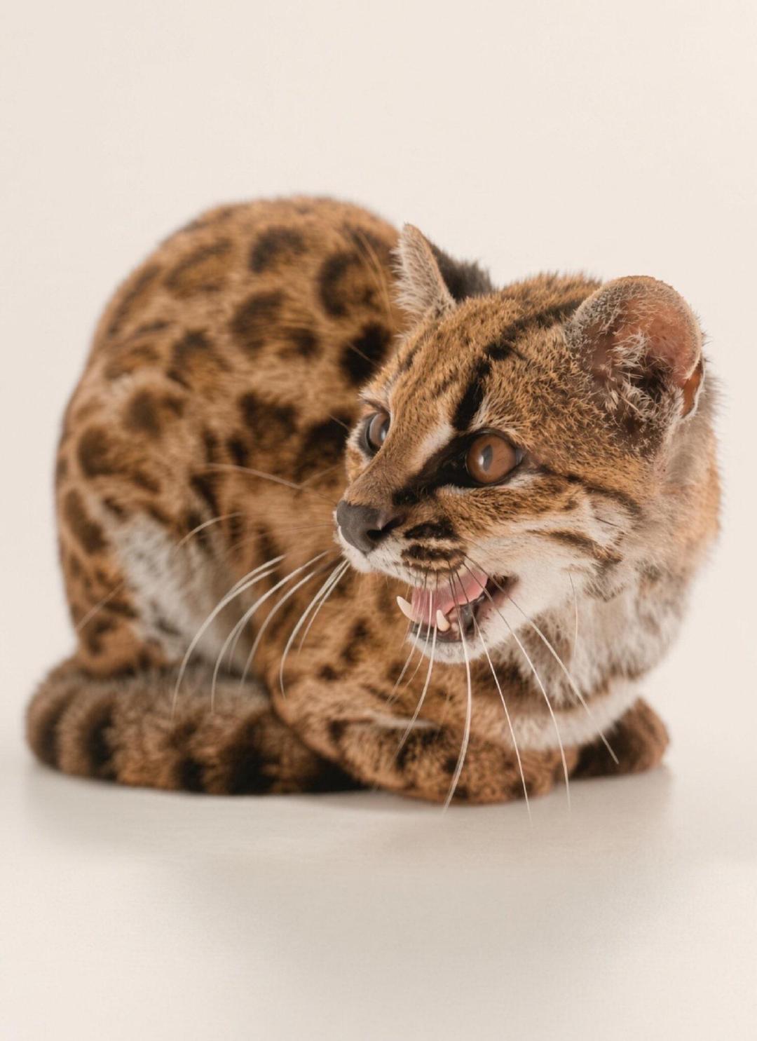 在玻利维亚刚刚发现了一种新的猫科动物，名叫tilcayo猫。这是100多年来发现的第一个新物种。 ​