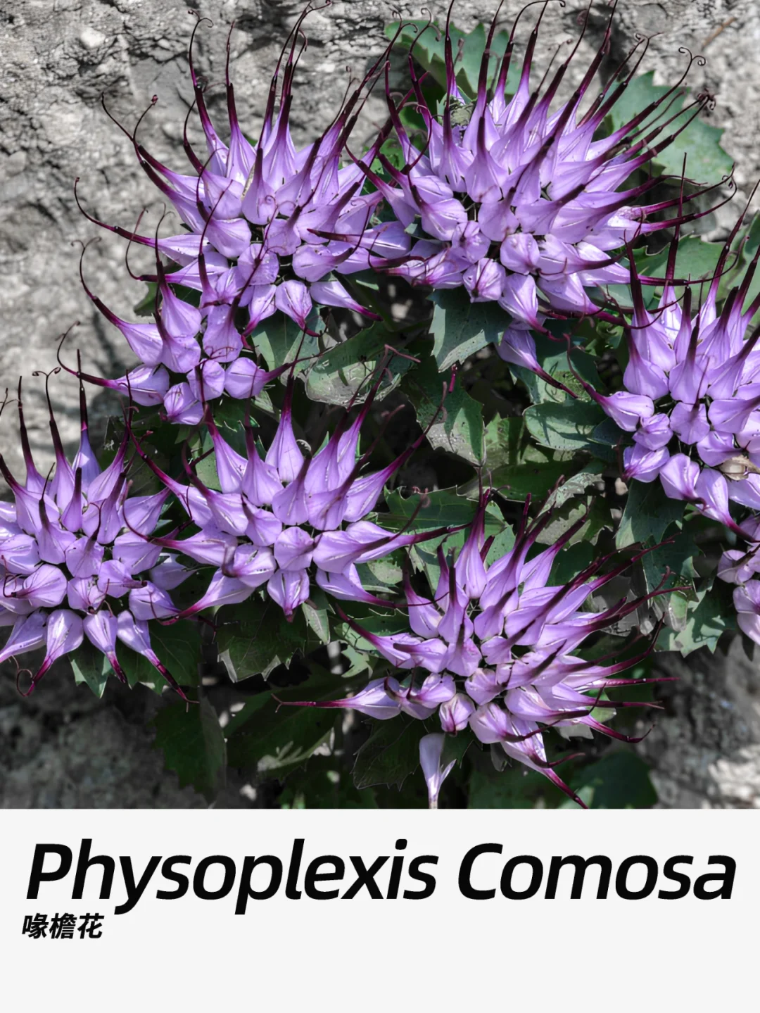 带你每天认识一种花材256｜喙檐花