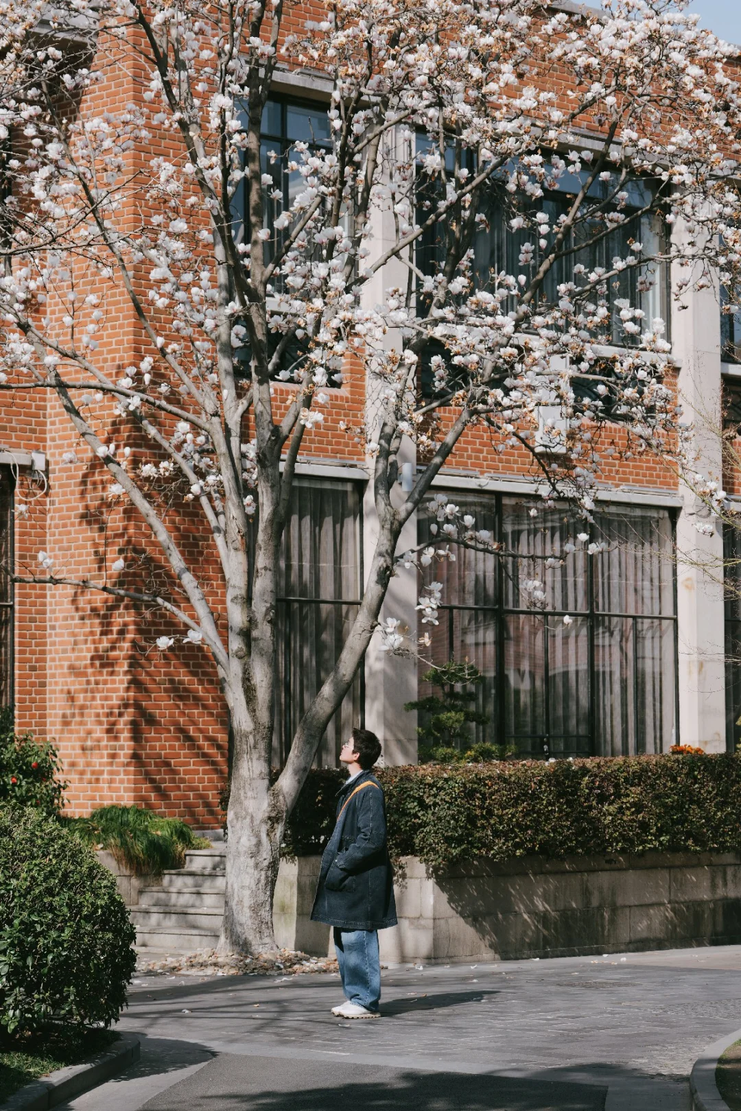 上海永嘉路慢逛citywalk🌷瑞金洲际玉兰开爆
