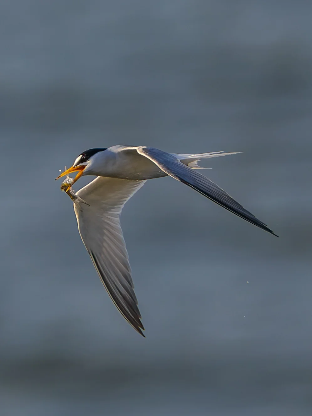 深圳市区里繁殖的白额燕鸥