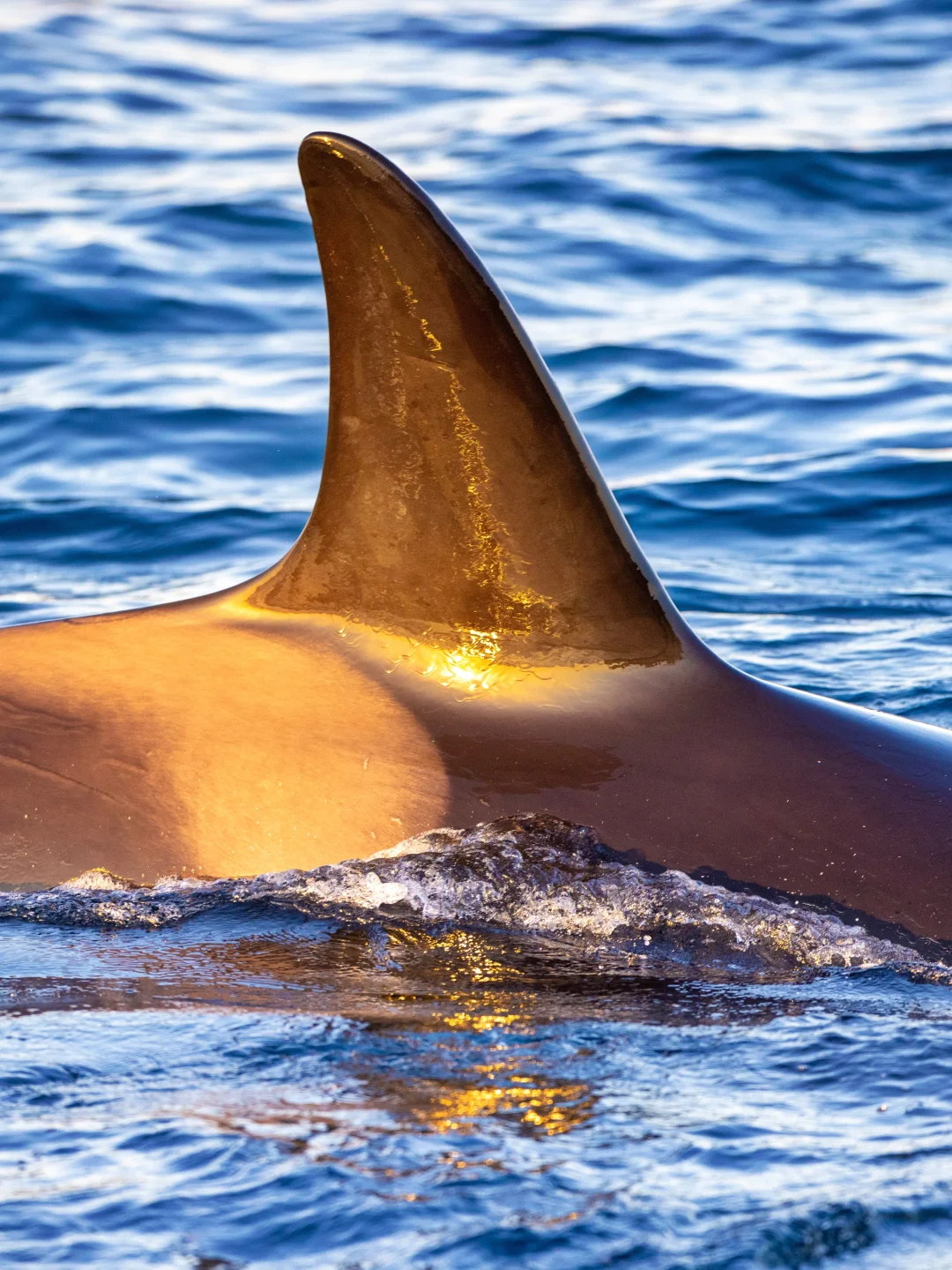 没想到在中国能看到虎鲸！！