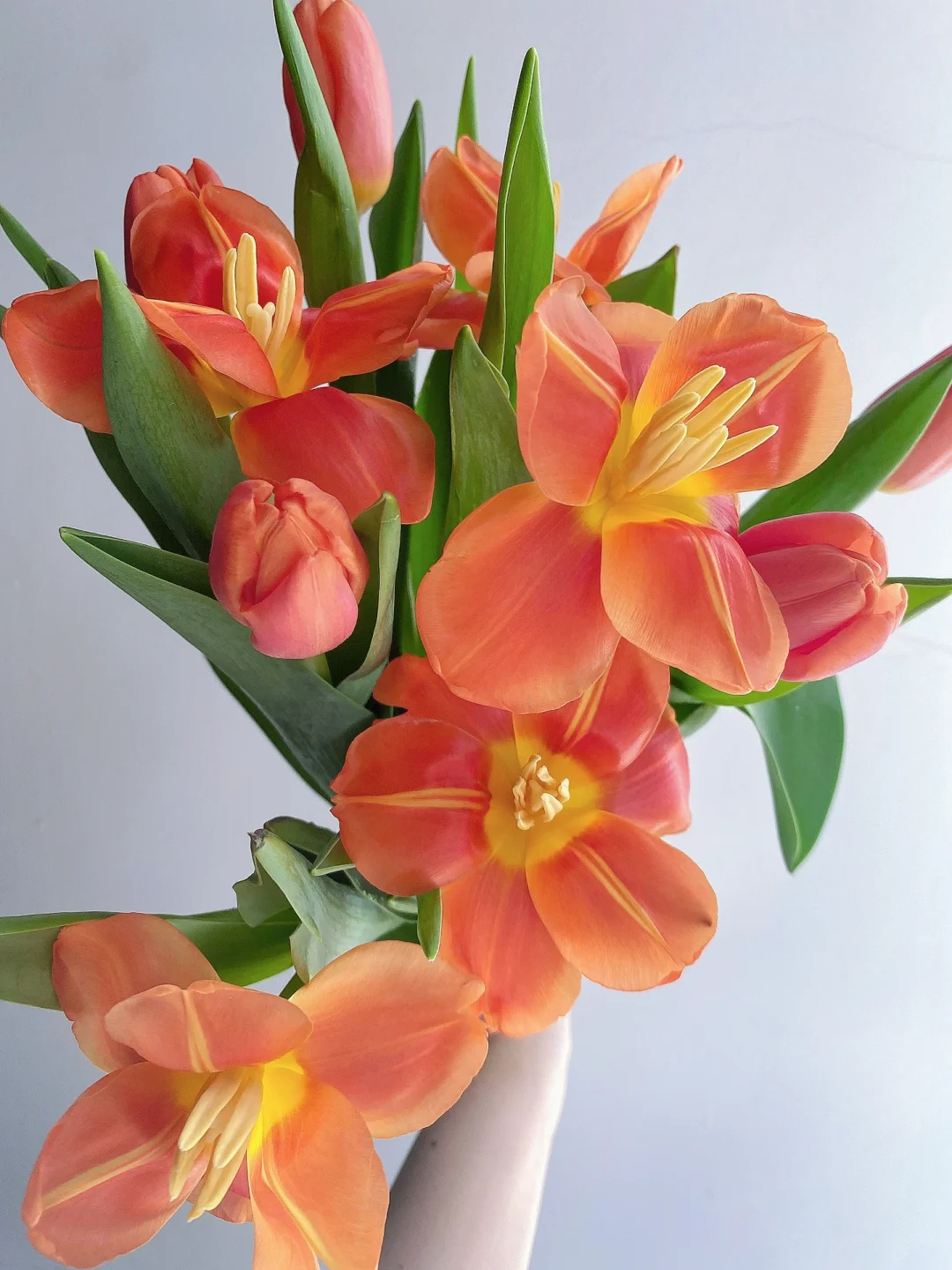 带你每天认识一种花材181｜方德西柚郁金香