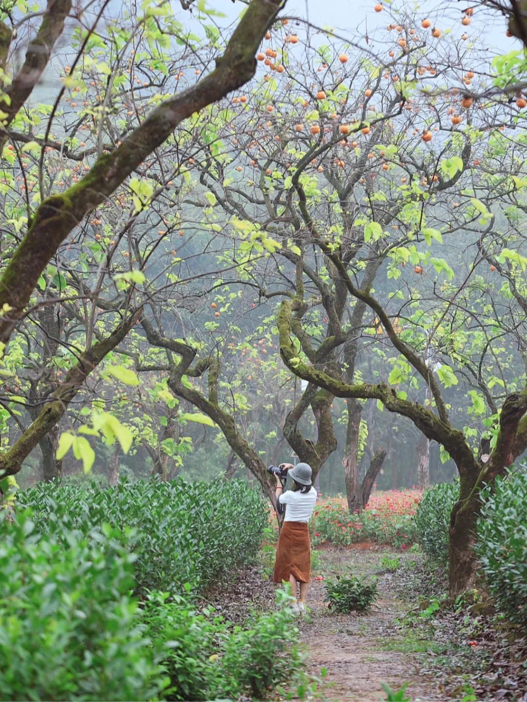 1%人才知道的村子❗️竟藏着1500棵百年柿子树