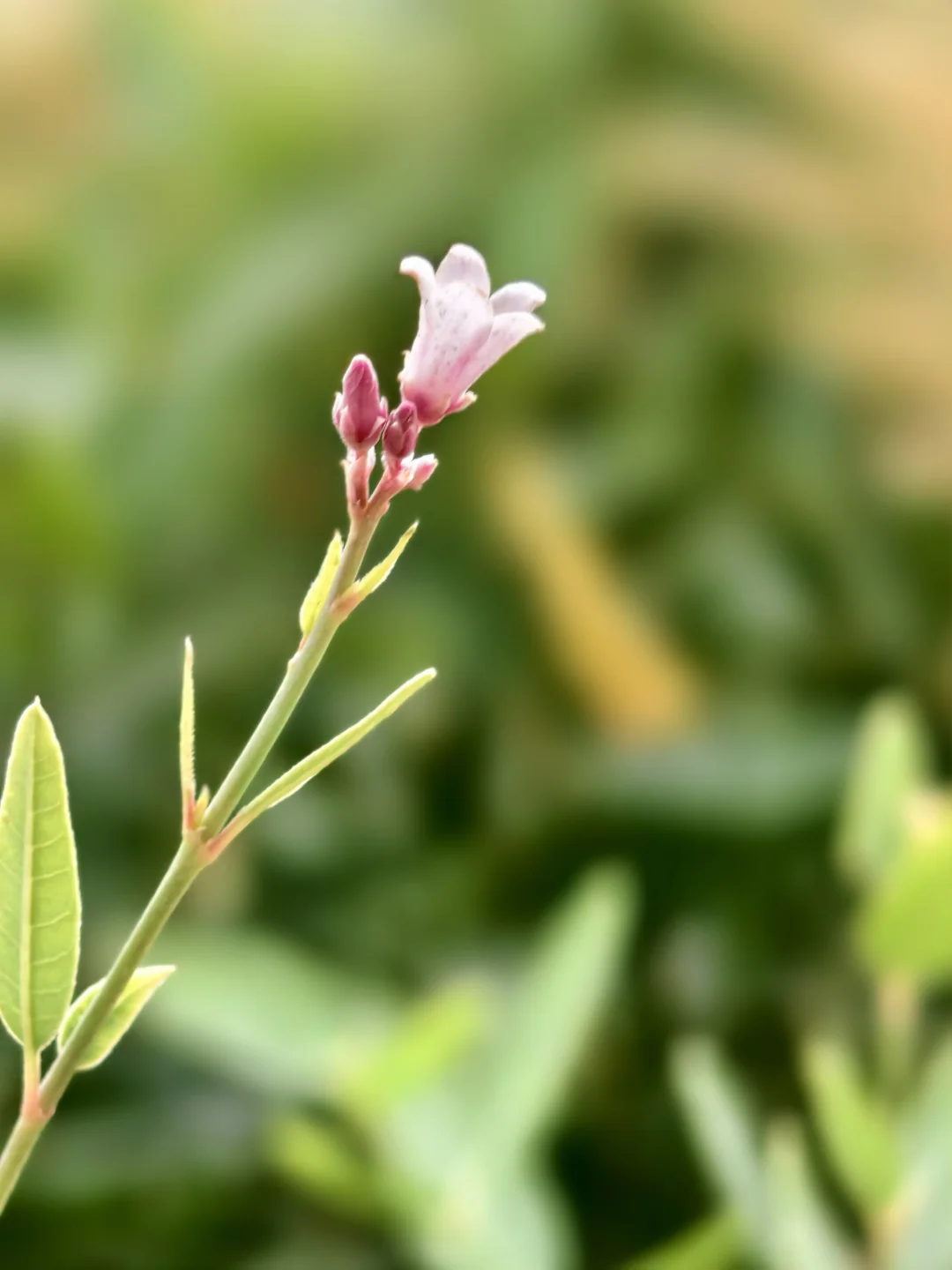 罗布麻🌸看似柔弱小花却耐得住戈壁风沙