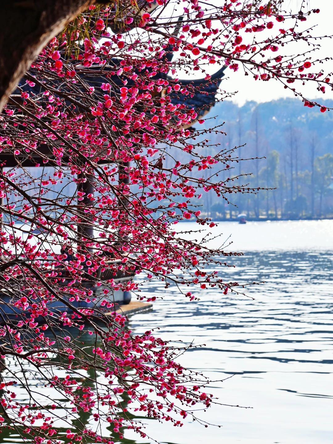 就在西湖边！长桥公园的“明星梅”太浪漫啦！