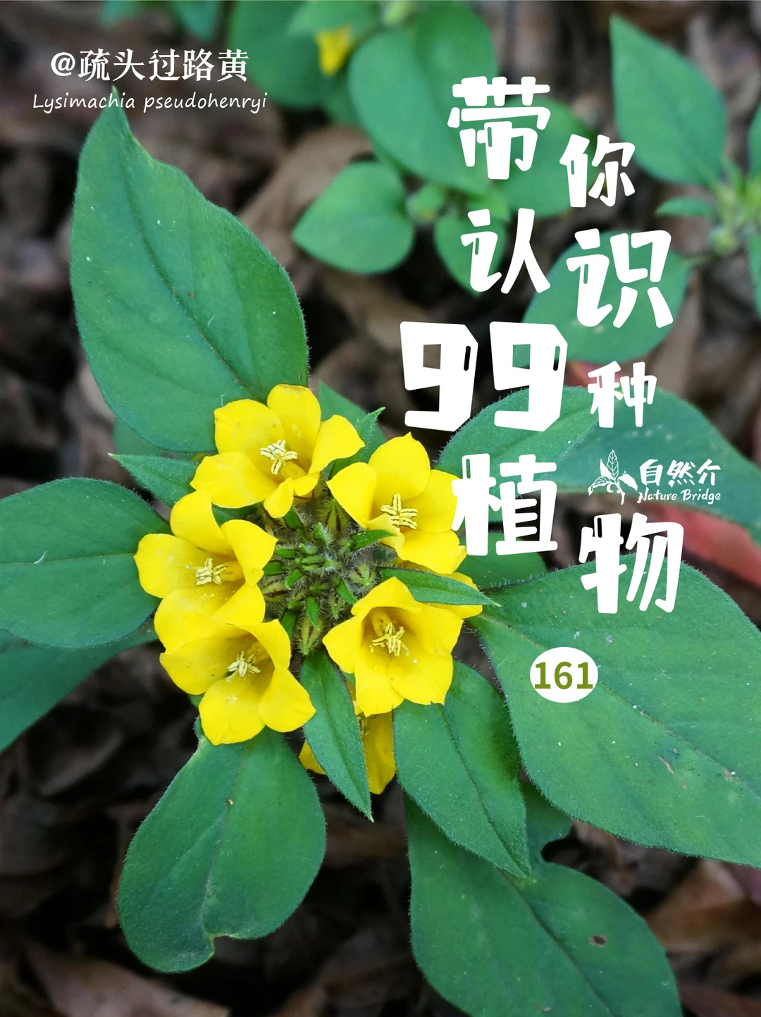 带你认识99种植物