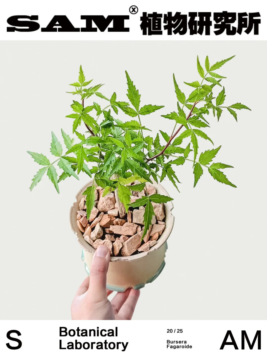 狭叶芳香裂榄｜Bursera Fagaroide