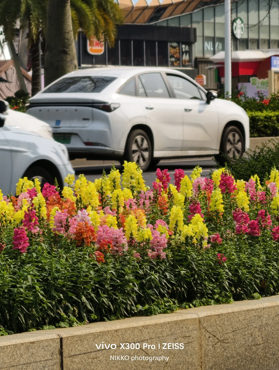 南宁太过分，路边绿化带这是把公园搬了过来