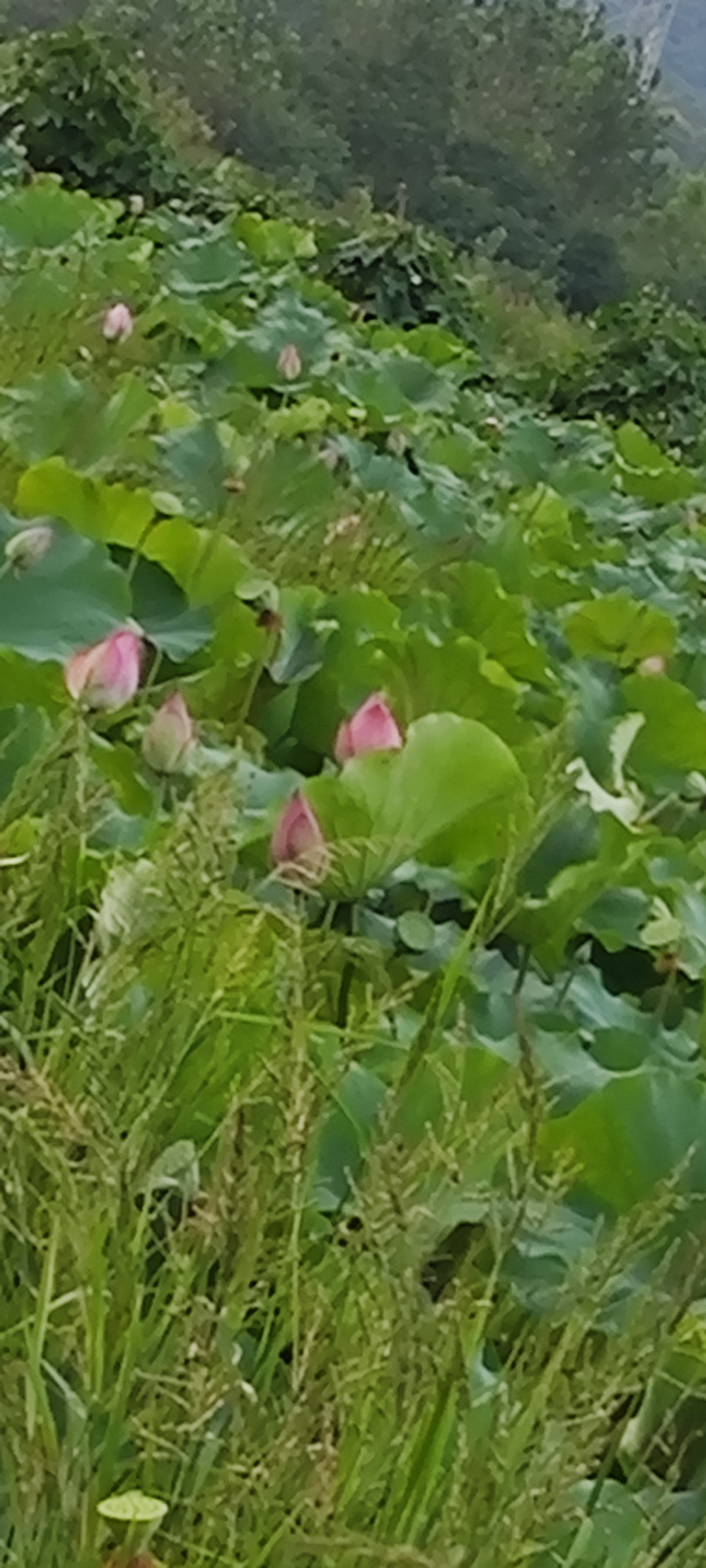越是那些我们眼中的大人物，在出错后越愿意认错。强如巴菲特（公开承认自己投资失误给投资人带来损失而认错），扎克伯格（因用户个人信息被盗用认错并承担责任），他们对犯下的错误保持的是一种积极的态度。

但在现实生活中，在个人投资上，当问题出现时，我们很难做到低头认错。

我们选择无视这些错误，其根源在于自