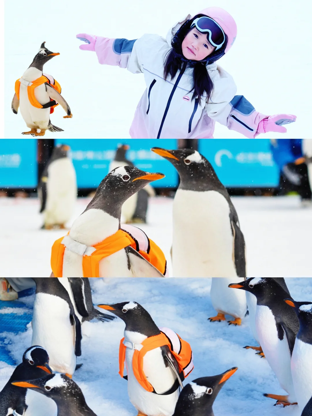 为了带娃看淘学企鹅🐧特意飞了一趟哈尔滨