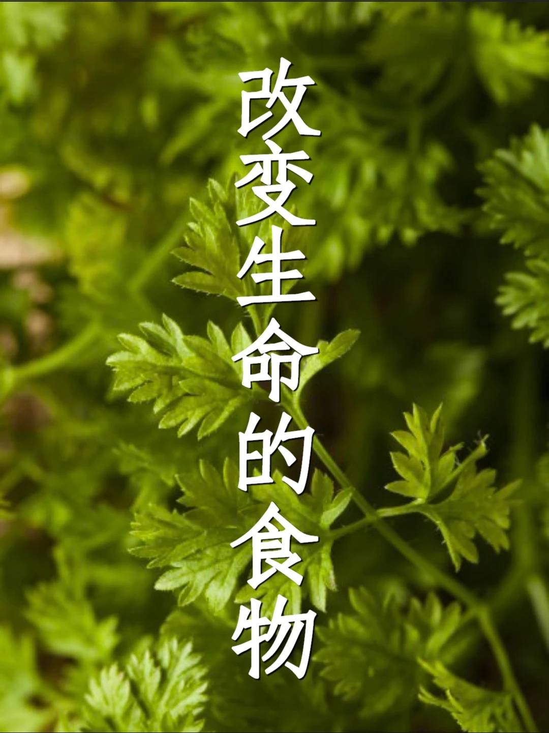 释放困惑感的食物：香菜