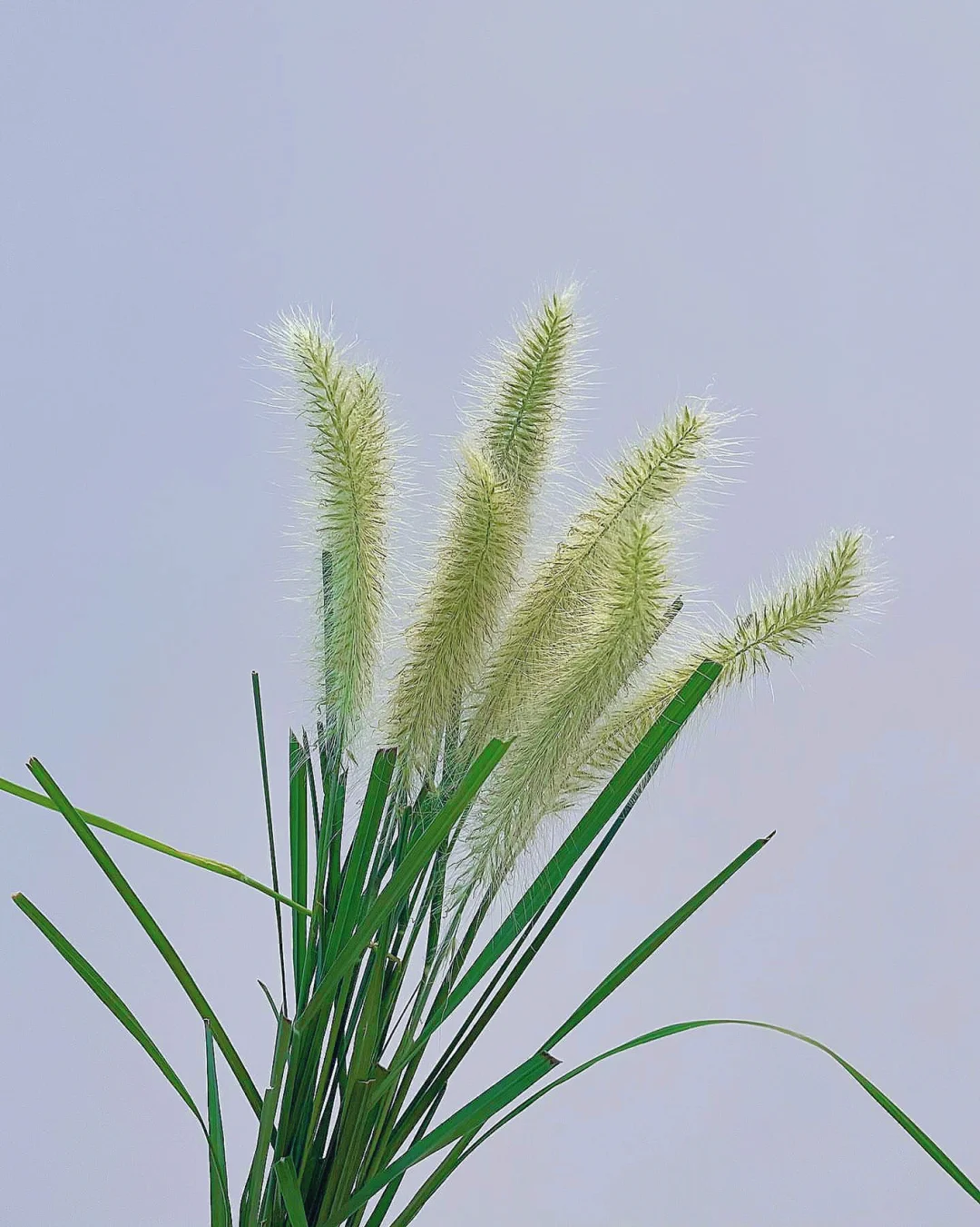 带你每天认识一种花材96｜尾草