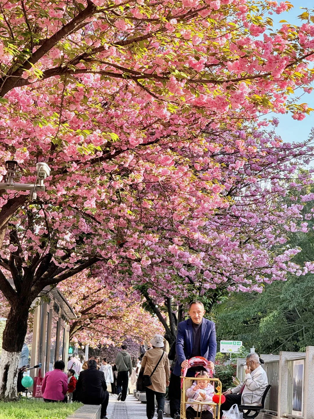 3.31实拍！！成都！！这条樱花街道杀疯了……