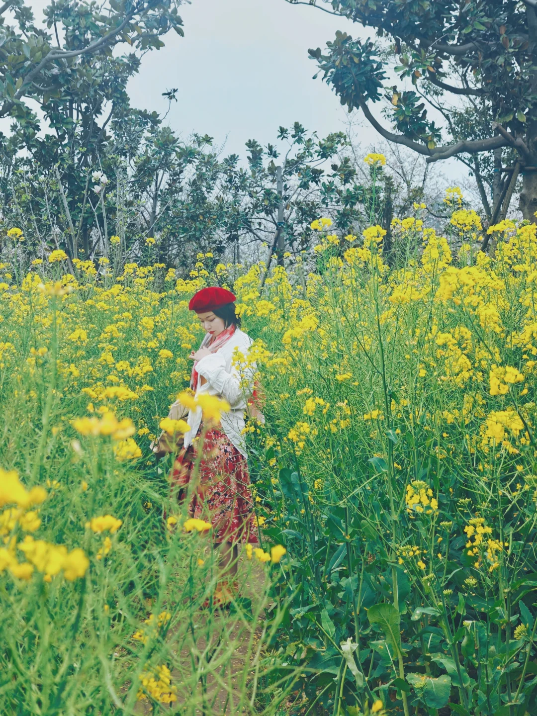 世博文化公园赏花图鉴，阴天也出片