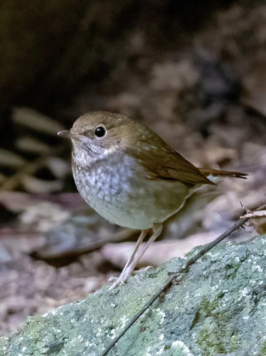 长得像菠萝包的小鸟：红尾歌鸲
