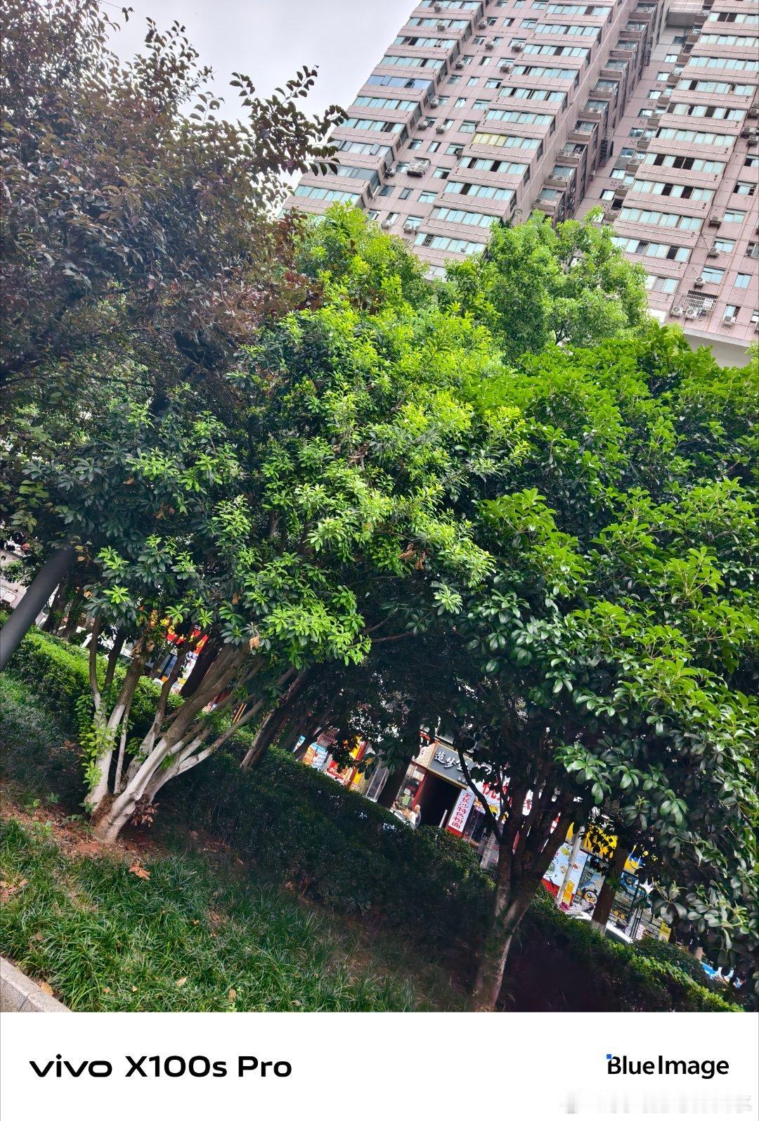 #vivo[超话]# 去山里徒步，看到悬崖边的松树叶子在风中摇晃，像在给登山的人加油，我也跟着加快了脚步。 ​
