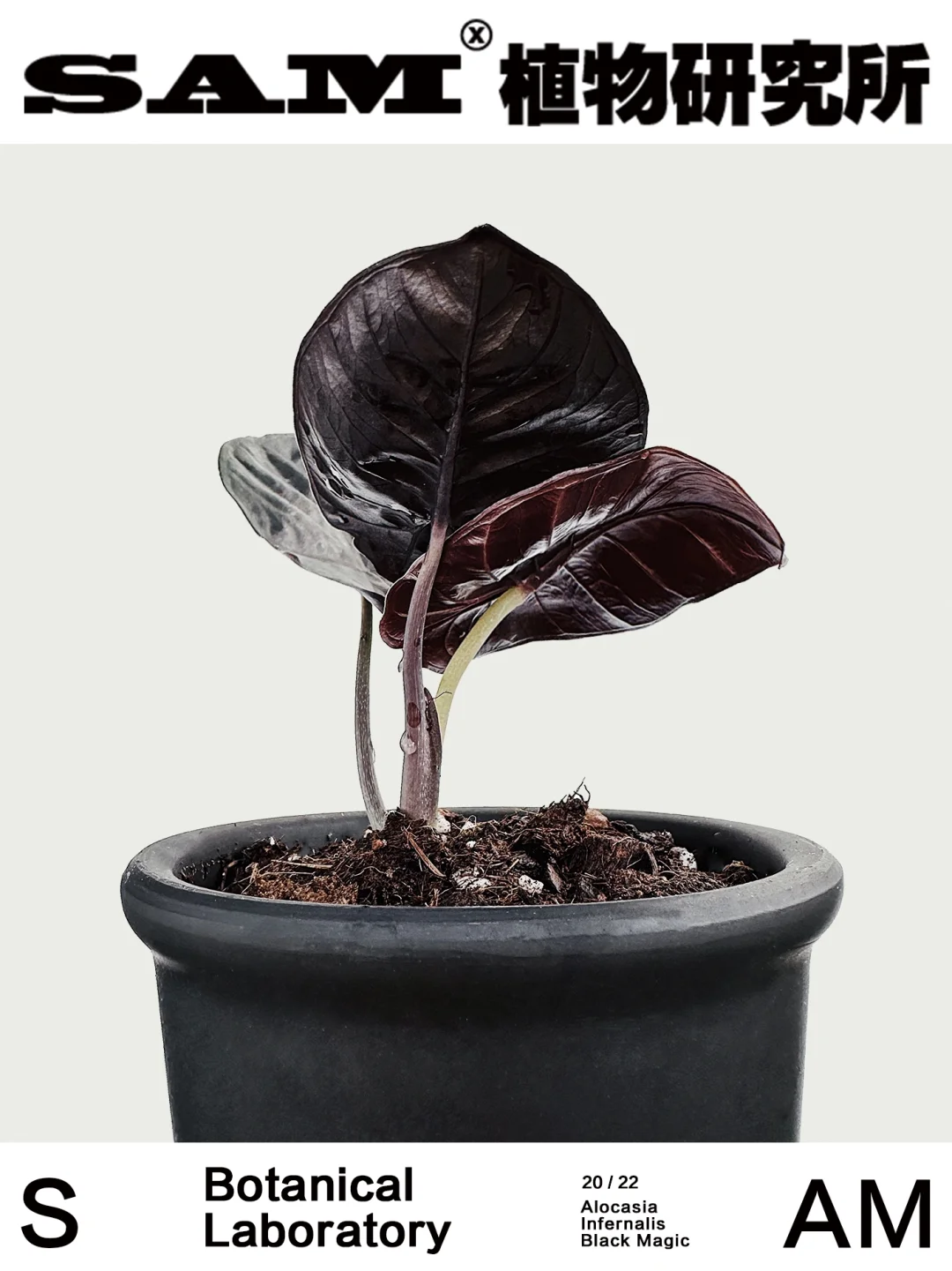 吸血鬼海芋｜Alocasia Infernalis.