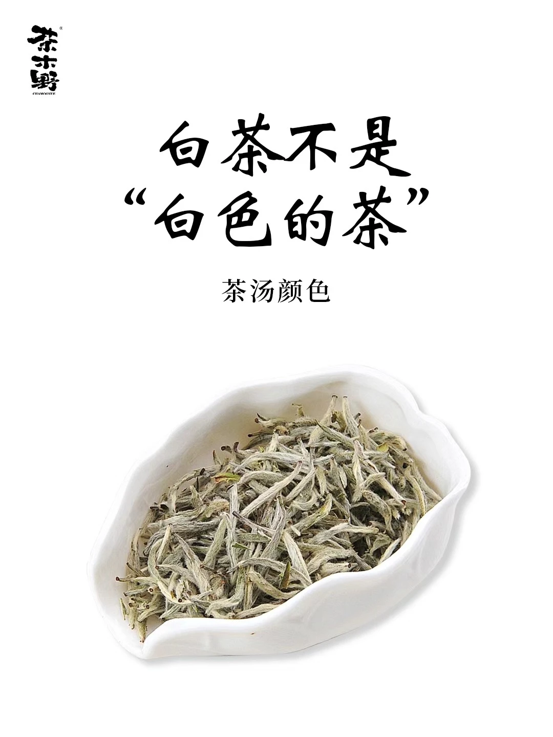 茶知识丨白茶小知识