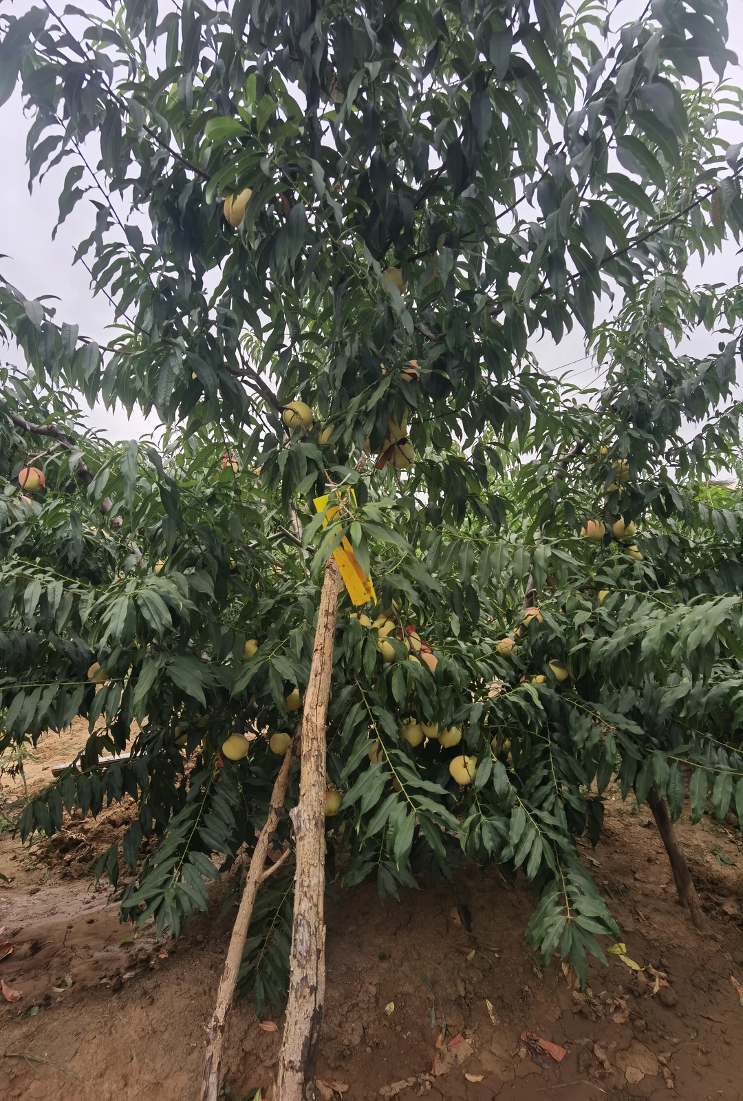 难得有脆桃了。数量不多。发货带桃枭