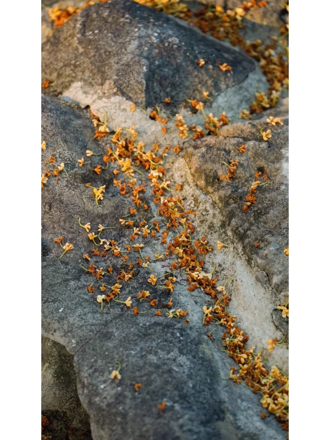 “几度秋意浓，醉是桂花香”