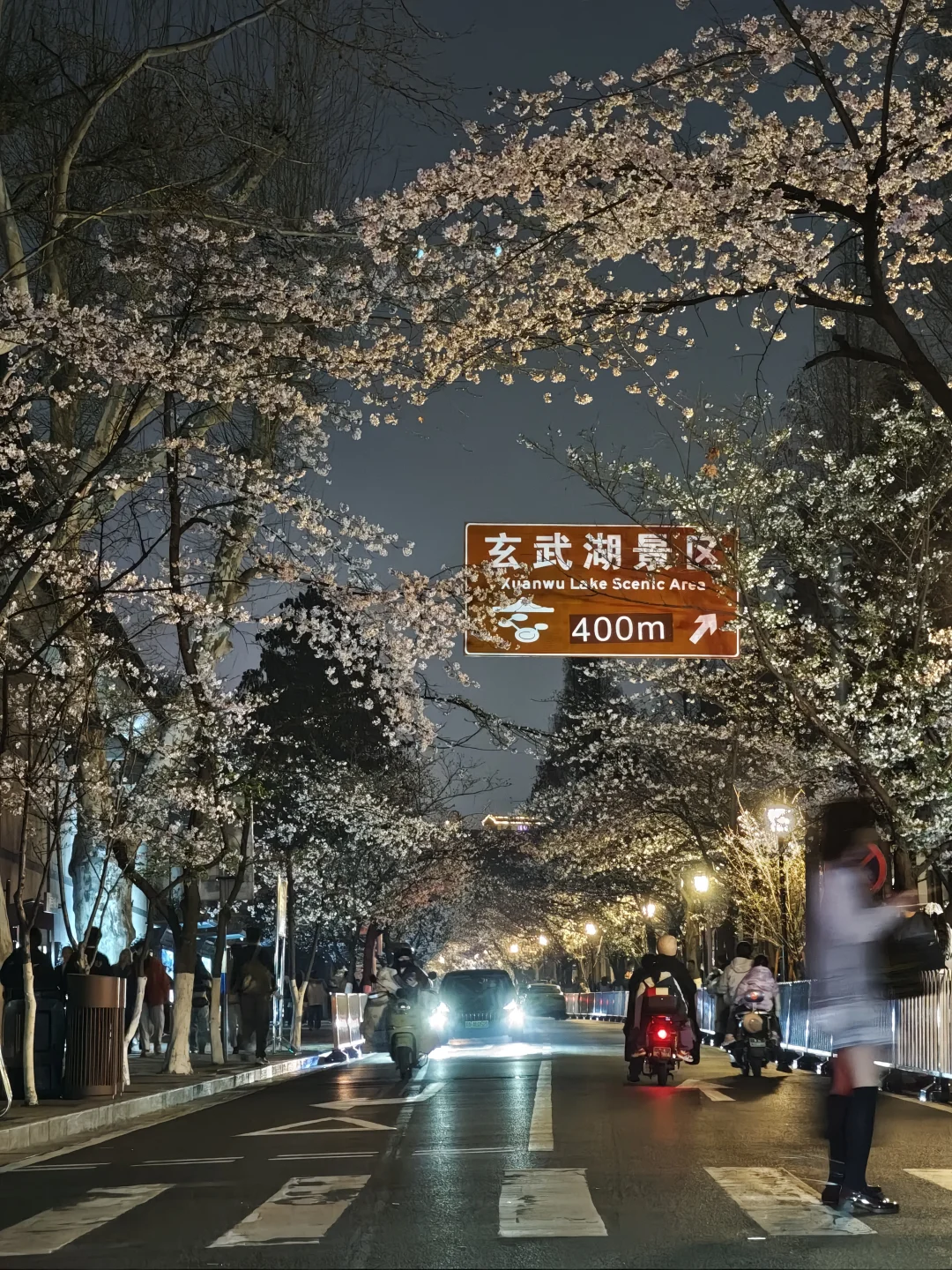 解锁另一面！南京鸡鸣寺进入夜樱观赏期！