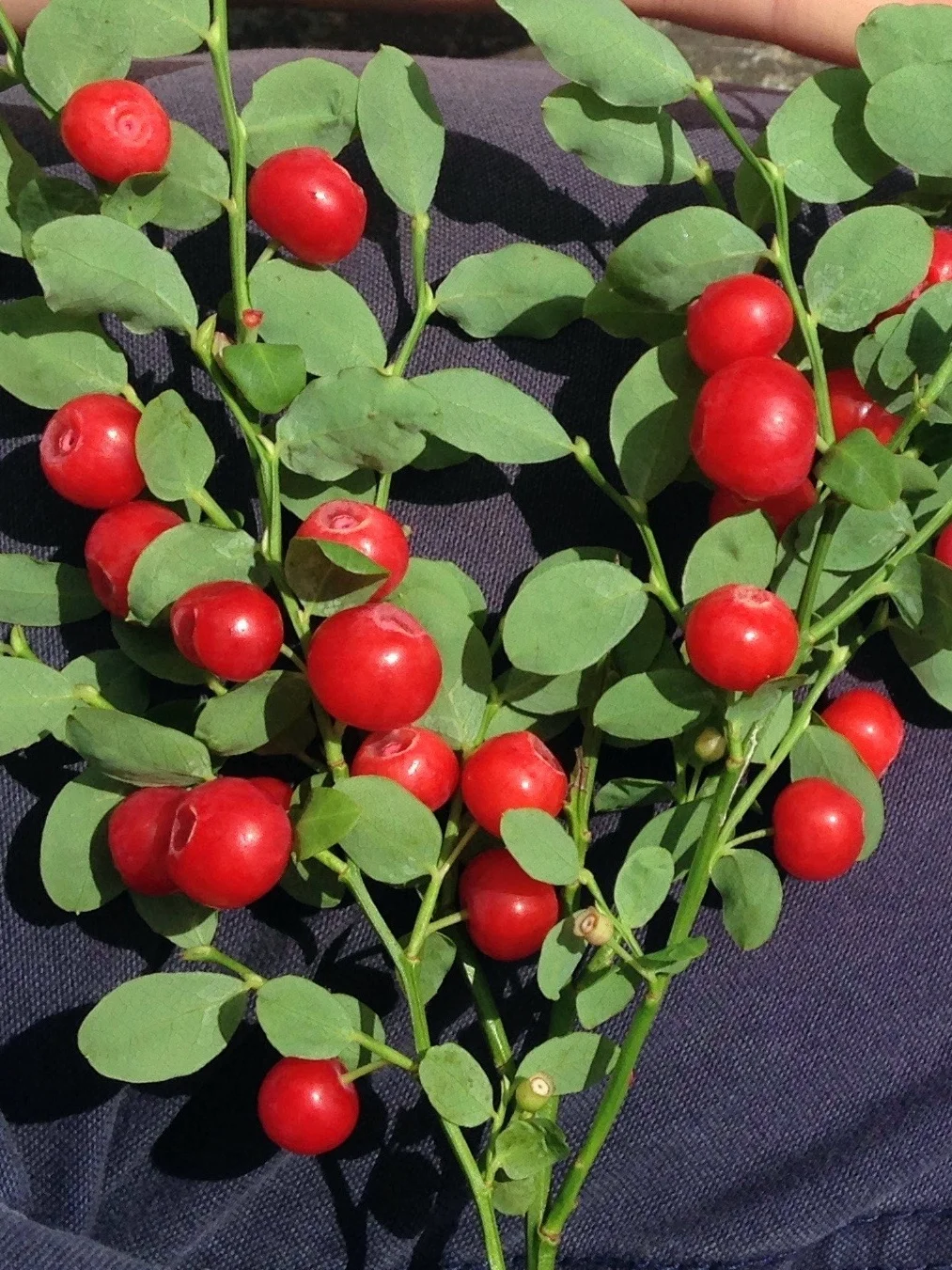 稀有蓝莓浆果～小叶越橘 Vaccinium