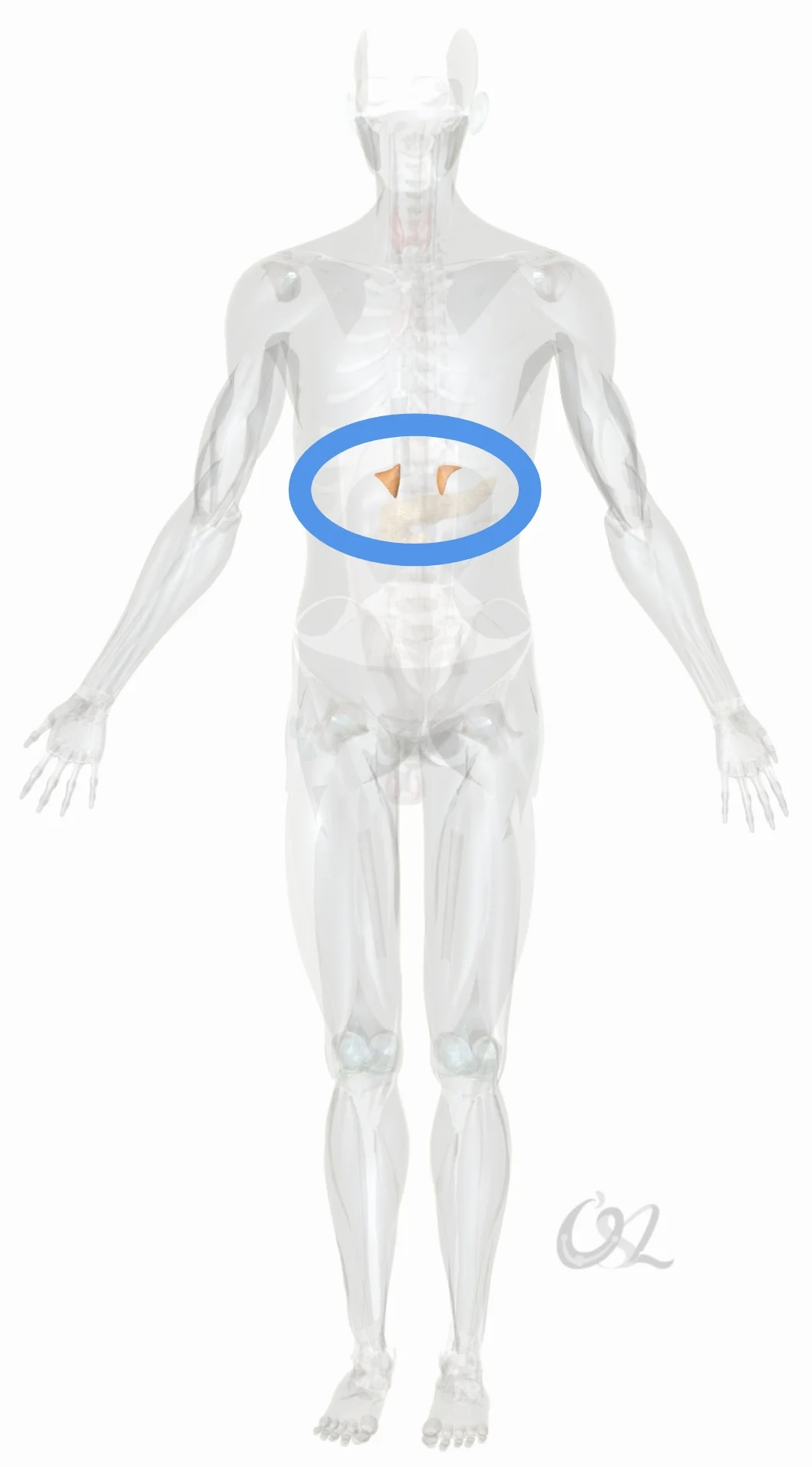 当肾上腺功能减退时，常出现的症状有：身体很容易疲劳、睡眠障碍、性欲下降、缺乏热情