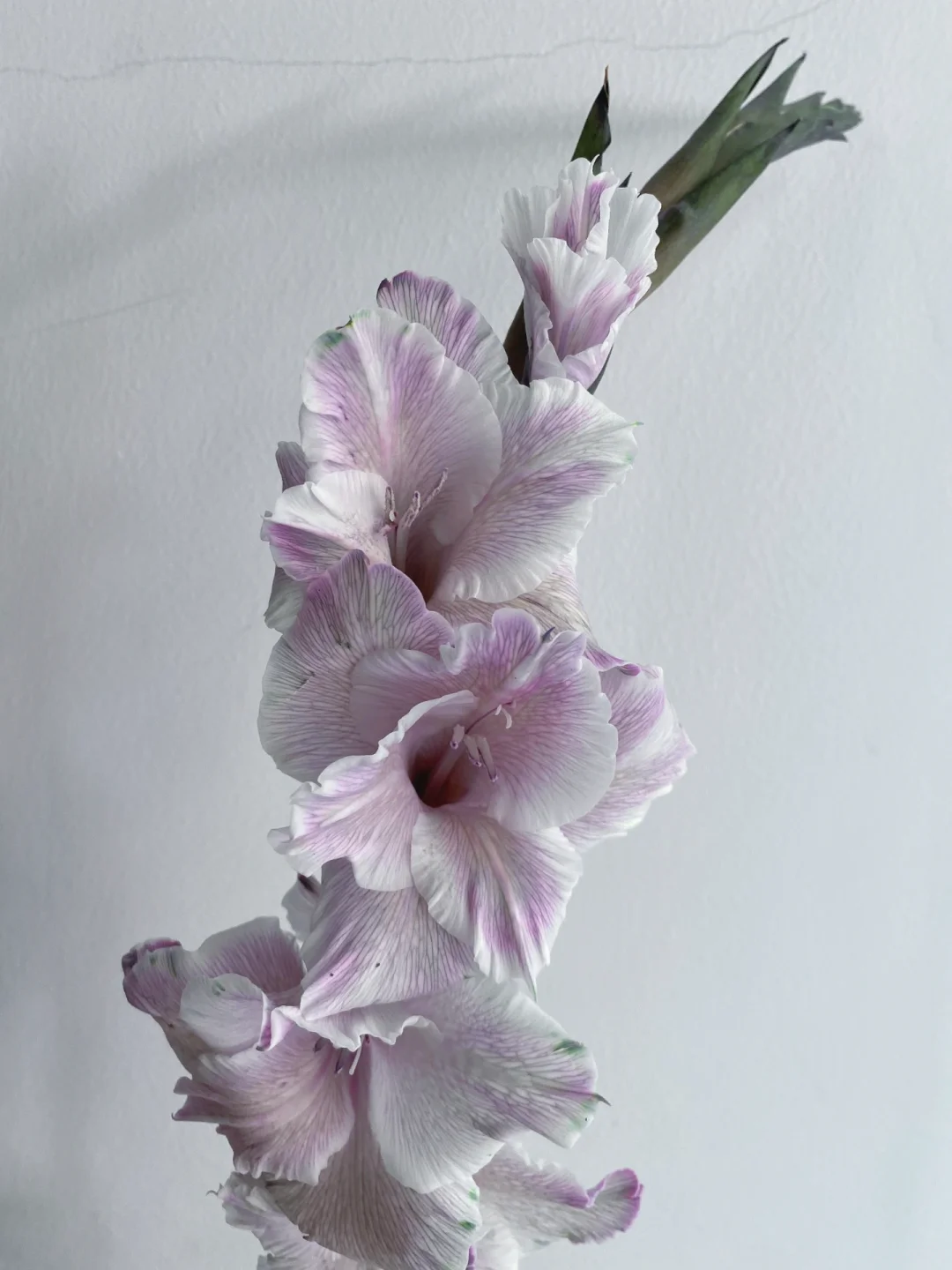 带你每天认识一种花材195｜青紫阿贾克斯剑兰