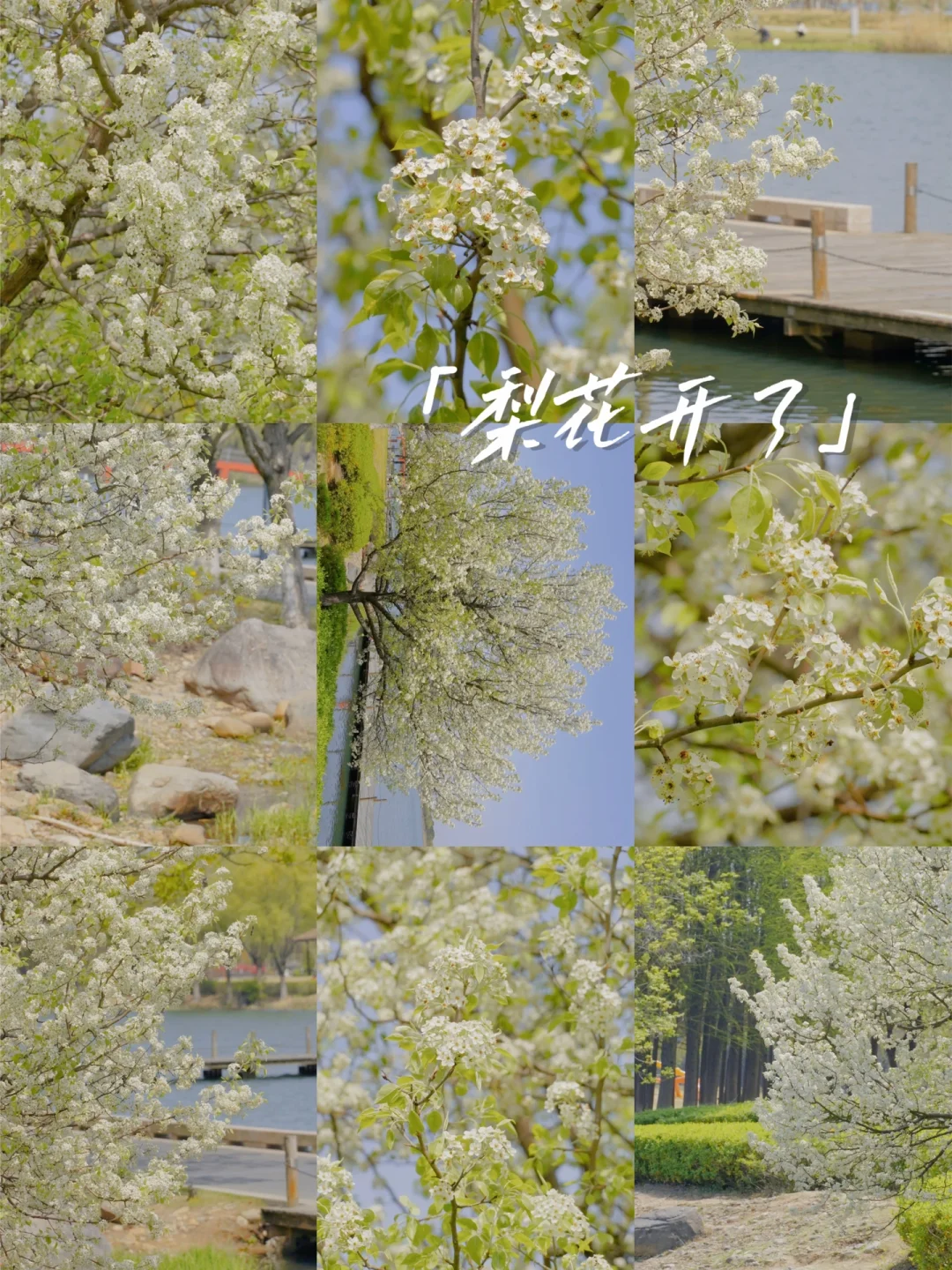 苏州赏花 | 丝丝杨柳风，点点梨花雨