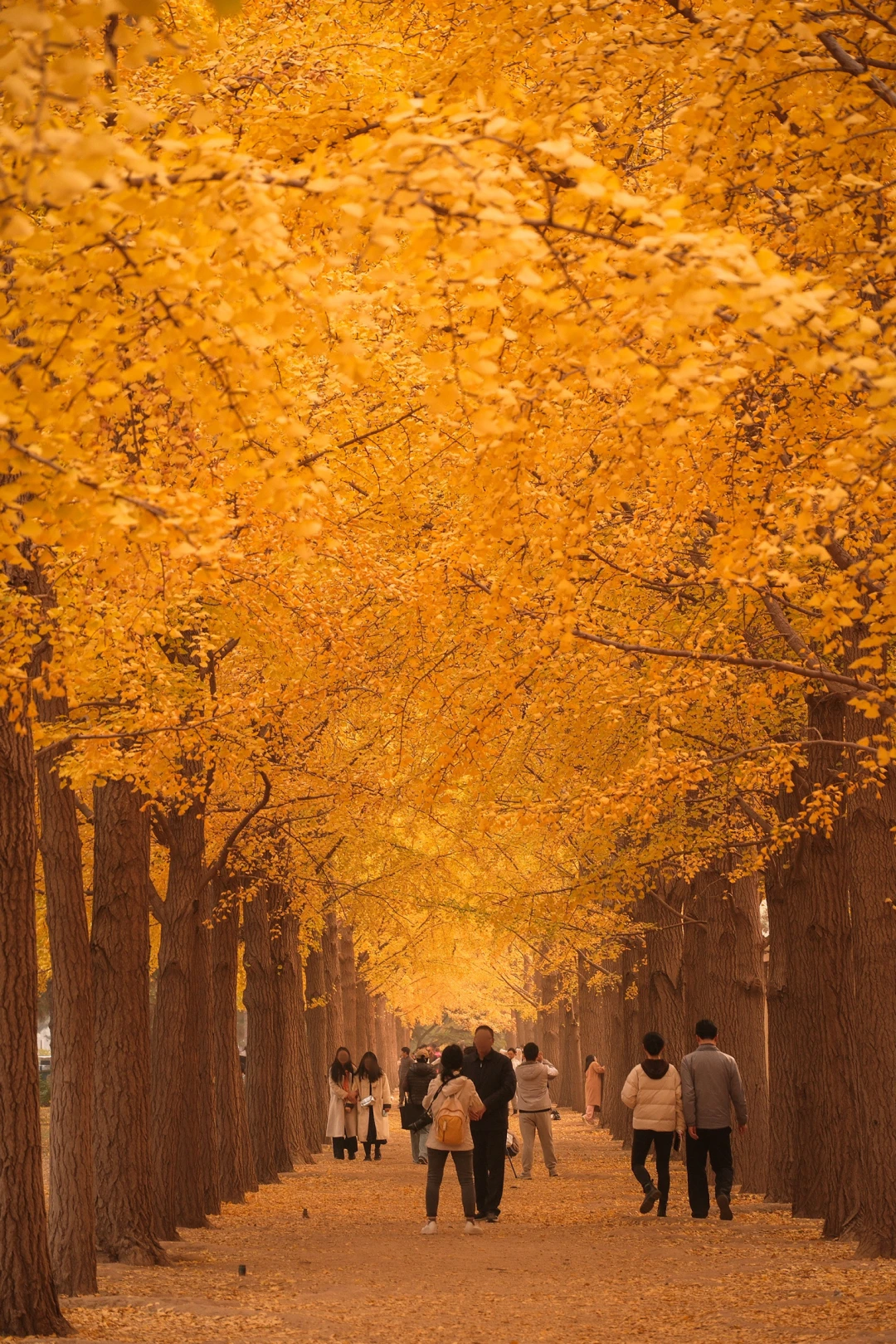 秋天是北京一年中的golden hour