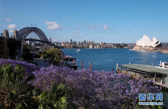 悉尼: 藍花楹盛放-圖7