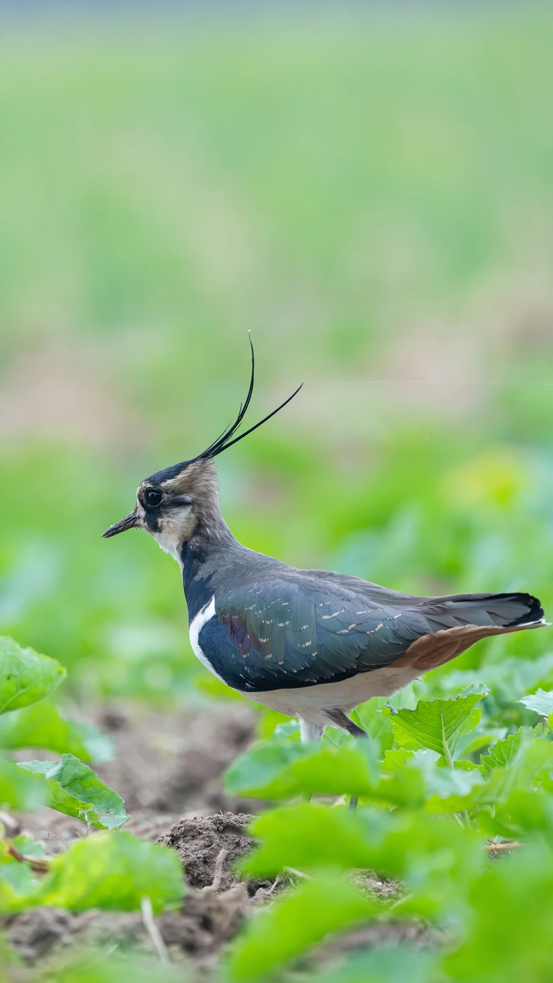 我拍上天线宝宝了，这也太可爱了吧