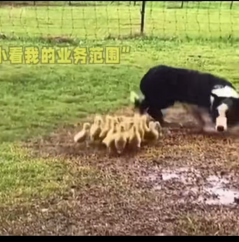 -14月25日NBA季后赛西部首轮G3，马刺客场挑战开拓者。前两场双方...