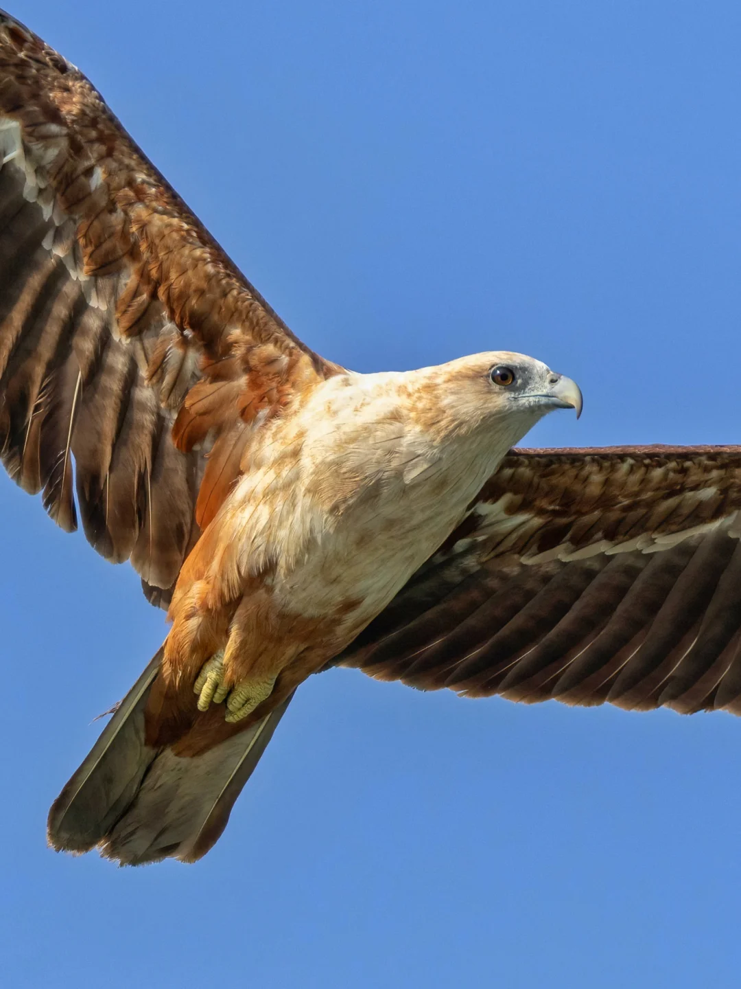栗鸢离我太近啦！