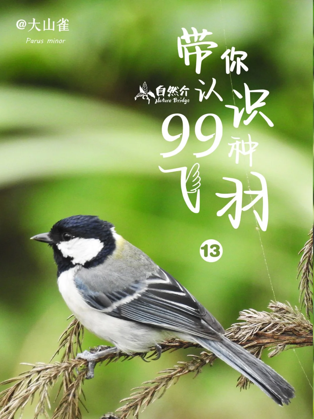 带你认识99种飞羽