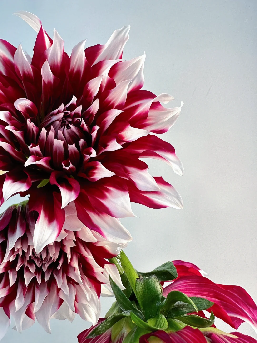 大丽花｜X元素💫（好酷的名字）