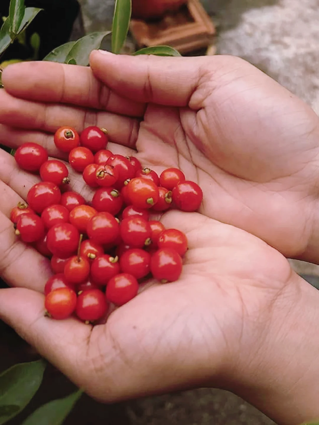 稀有桃金娘浆果Eugenia punicifolia