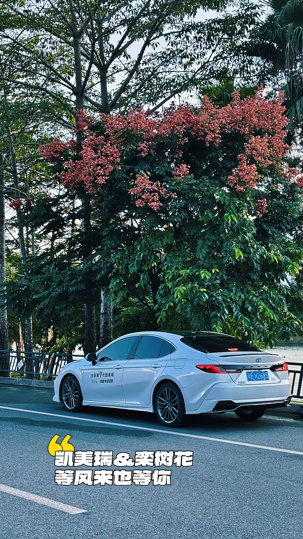 也是赶上热度了，栾树花打卡～