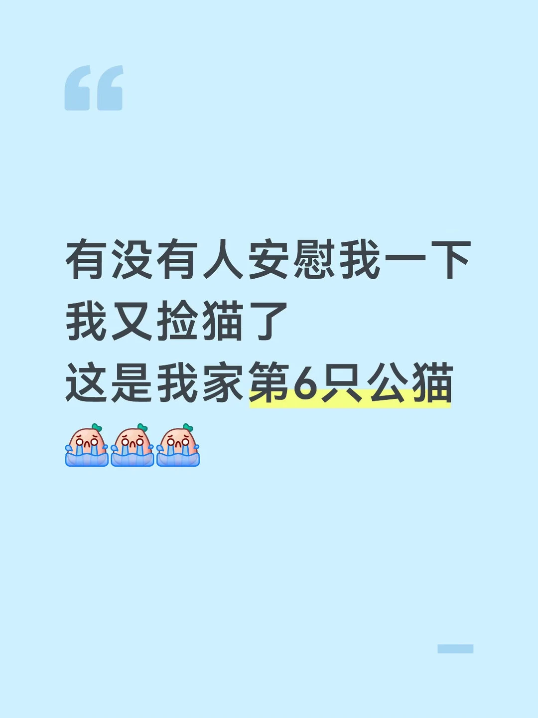 就这样沦为养猫届的笑柄