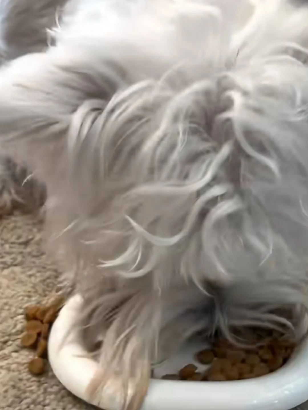 狗：我就是想吃点好吃的！