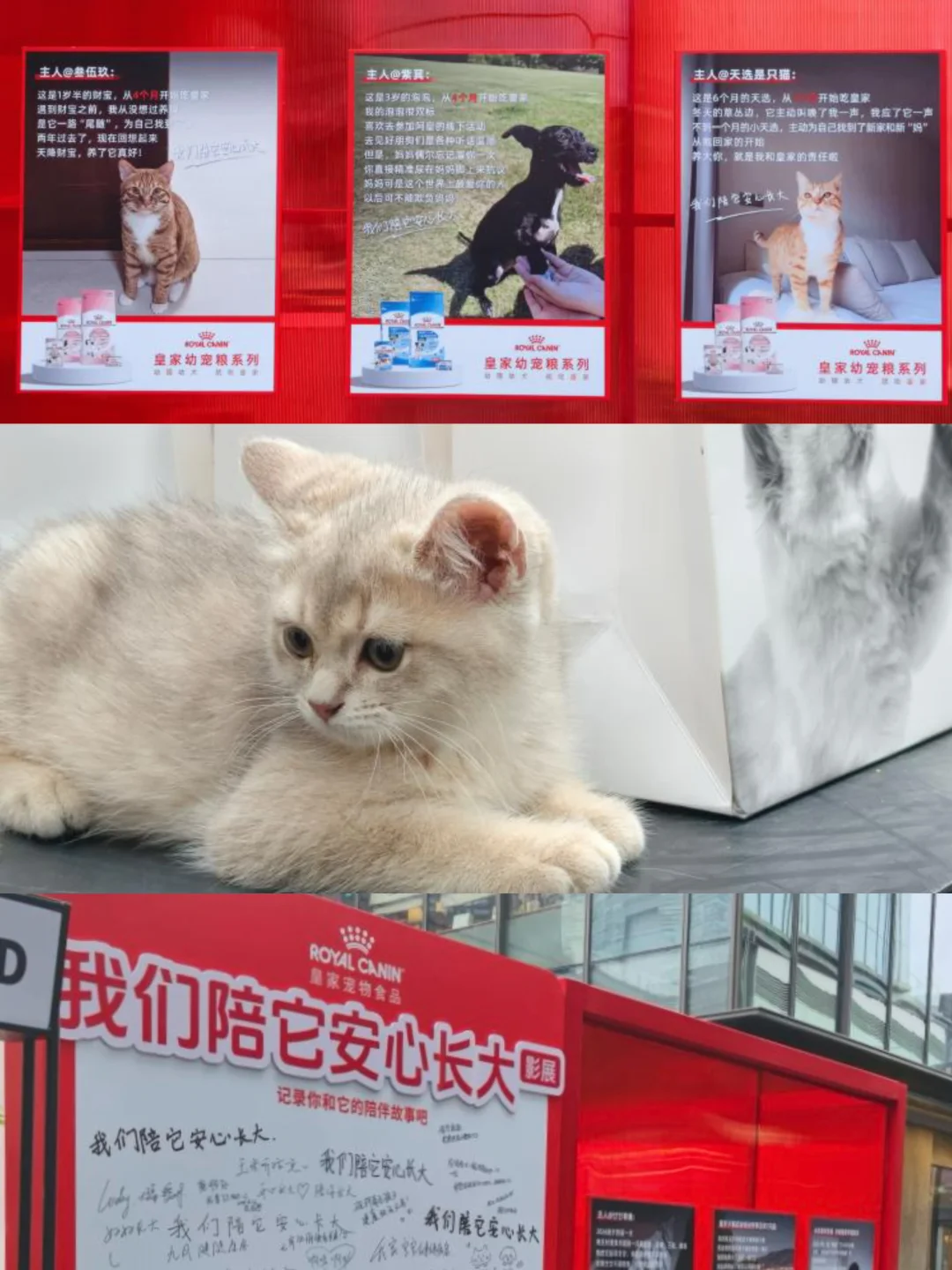 皇家！你是懂怎么能打动人的
