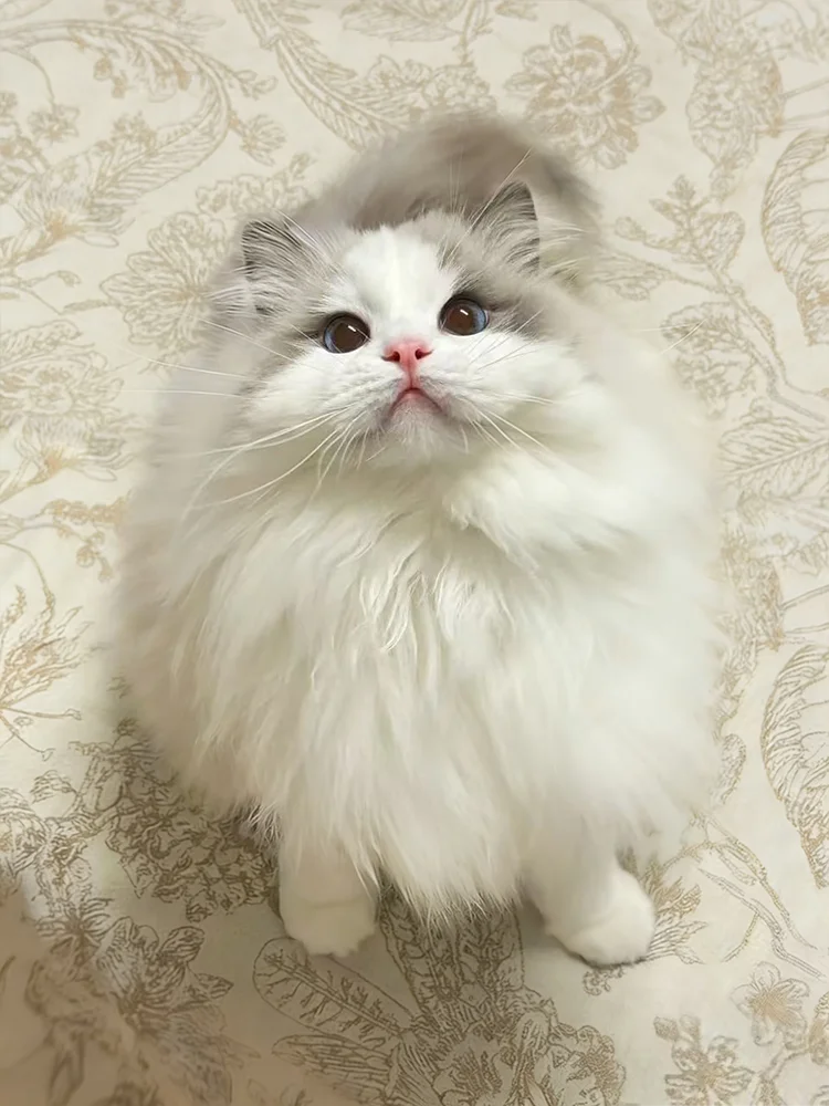 小心！前方萌兽出没