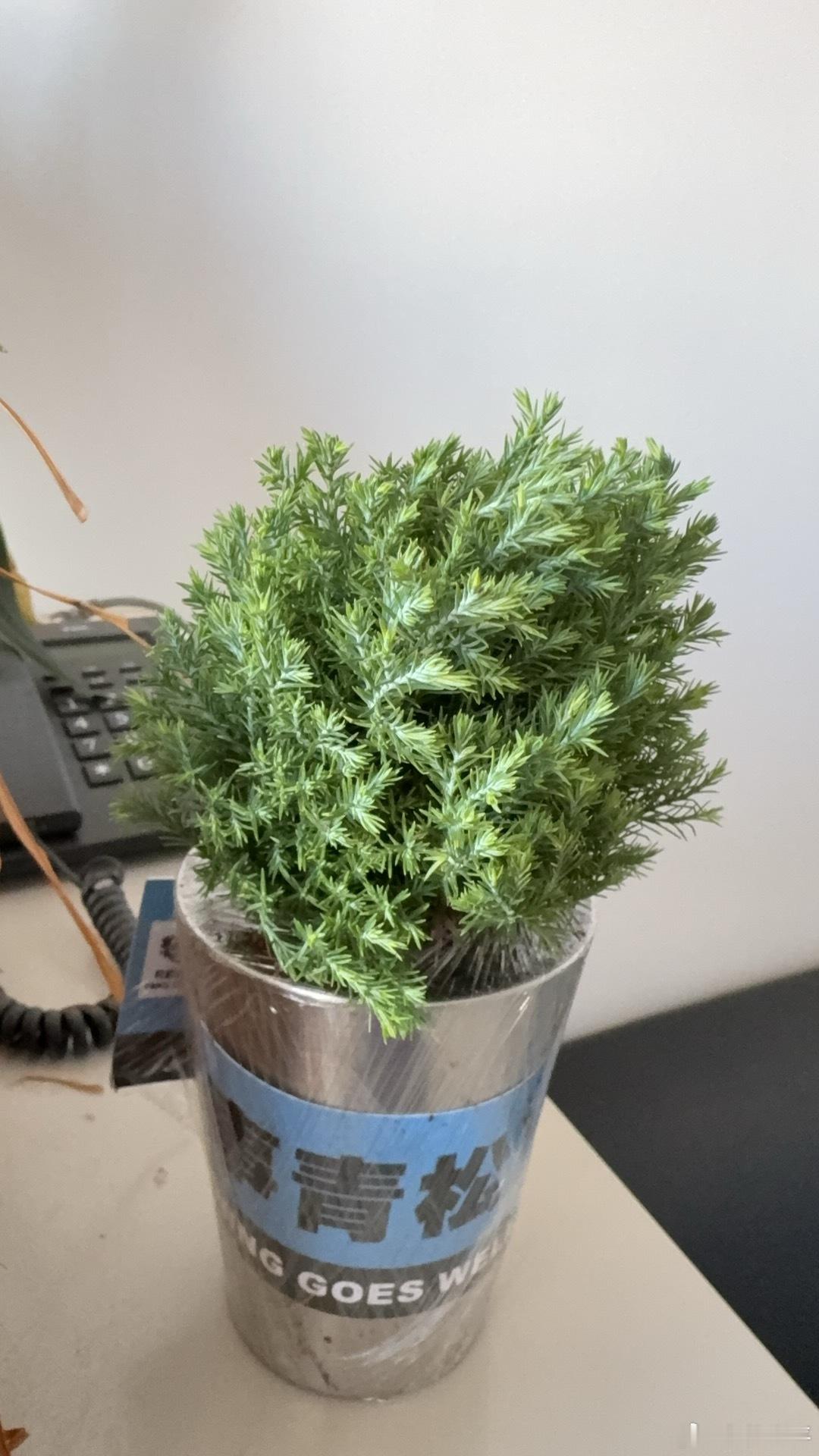 今年教师节，学生的期望：万事青松（轻松），挺好～外加……嗯？龙，可是帝王之征啊[老师好] ​​​