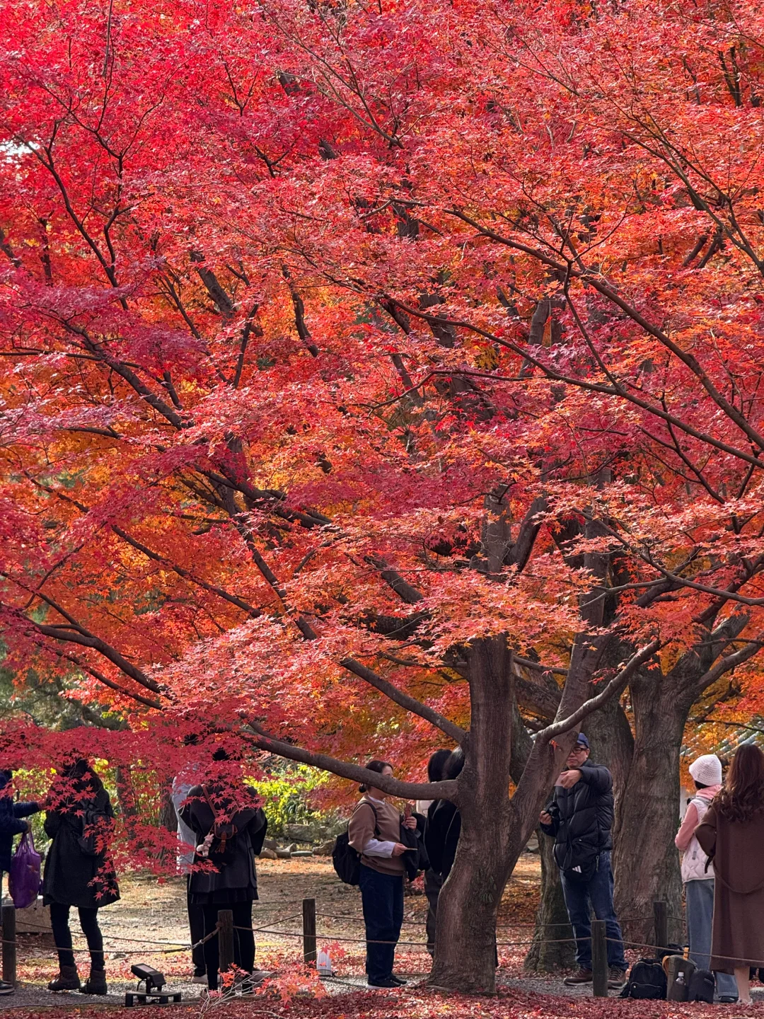 12.1实况！！！东福寺红叶🍁原图直出封神！！！